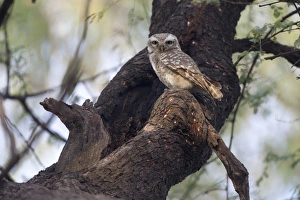Spotted Owlet (Athene brama) adult, perched at hole in tree, Keoladeo Ghana N. P. (Bharatpur), Rajasthan, India