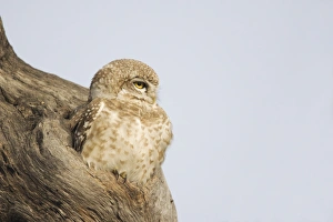 Spotted Owlet (Athene brama) adult, sitting at entrance to hole in tree trunk, Keoladeo Ghana N. P. (Bharatpur), Rajasthan, India