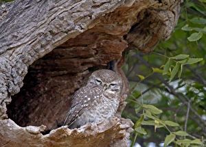 Spotted Owlet (Athene brama) adult, roosting at hole in tree trunk, Rajasthan, India, january
