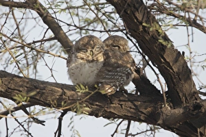 Rajasthan Prints: Spotted Owlet (Athene brama) adult pair