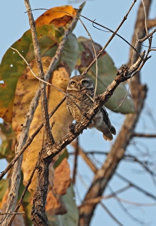 Owls Prints: Spotted Owlet (Athene brama pulchra) adult, perched on branch, Tmatboey, Cambodia, January