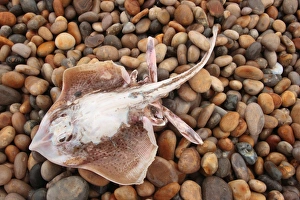Pebbles Prints: Spotted Ray (Raja montagui) dead adult