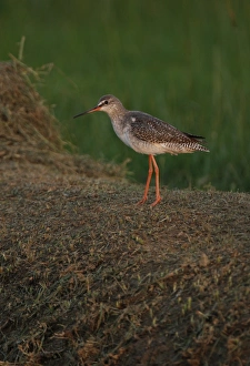 Winters Prints: Spotted Redshank (Tringa erythropus) adult