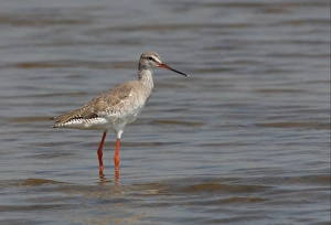 Spotted Redshank (Tringa erythropus) adult, non-breeding plumage, standing in shallow water, Thailand, february