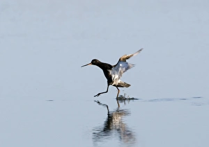 Spotted Redshank (Tringa erythropus) adult, summer plumage, in flight, landing in water, Titchwell, Norfolk, England, july