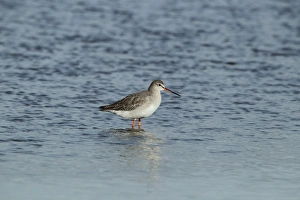 Spotted Redshank (Tringa erythropus) adult, winter plumage, standing in water, Brownsea Island, Poole Harbour, Dorset