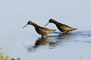 Spotted Redshank (Tringa erythropus) two adults, summer plumage, wading in water, Titchwell, Norfolk, England, july