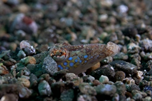 Buried Prints: Spotted Sand-diver (Trichonotus setiger) adult