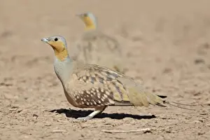 Spotted Sandgrouse (Pterocles senegallus) adult males, standing in desert, near Erg Chebbi, Morocco, february