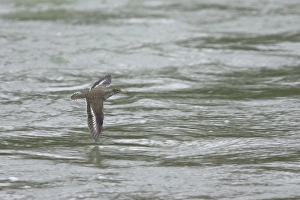 Sandpiper Prints: Spotted Sandpiper (Actitis macularia) adult