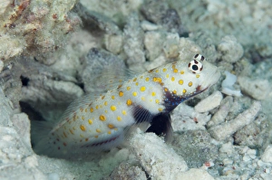 West Papua Prints: Spotted Shrimpgoby (Amblyeleotris guttata) adult