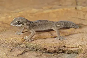 Karoo Prints: Spotted Thick-toed Gecko (Pachydactylus maculatus) young