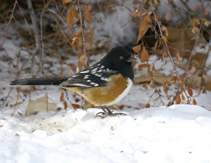 Sparrow Prints: Spotted Towhee (Pipilo maculatus) adult male