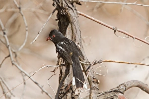 Utah Prints: Spotted Towhee with bill full of seeds - Utah America