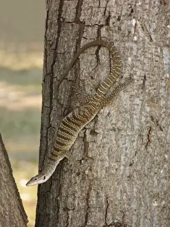 Varanidae Prints: Spotted Tree Monitor (Varanus timorensis) adult female