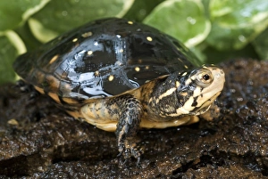 Turtles Prints: Spotted Turtle (Clemmys guttata) adult, resting on log, Eastern North America