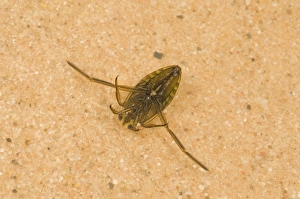 Hemiptera Prints: Spotted Water Boatman (Notonecta maculata) adult, in shallow water, Norfolk, England, july