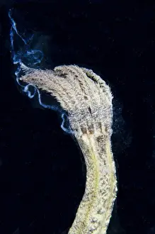 Lembeh Prints: Spotted Worm Sea Cucumber (Synapta maculata) adult