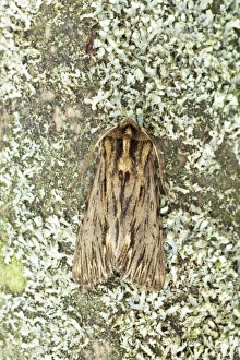 The Sprawler Moth (Brachionycha sphinx) adult, Essex, England