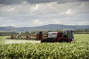 Machinery Prints: Spraying Potato (Solanum tuberosum) crop with Bateman 4000 self-propelled sprayer