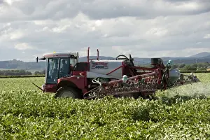 Spraying Potato (Solanum tuberosum) crop with Bateman 4000 self-propelled sprayer, Scotland, August