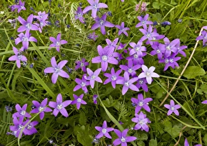 Rumania Prints: Spreading Bellflower (Campanula patula) flowering, Romania, June