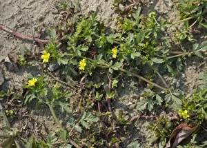 Rumania Prints: Spreading Cinquefoil (Potentilla supina) flowering