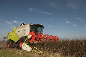 Varieties Prints: Spring Bean, Fuego crop, Cls combine harvester harvesting field