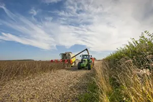 Spring Bean, Fuego crop, Cls combine harvester loading John Deere tractor and trailer from auger, Norfolk, England