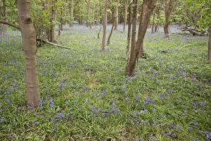 Blue Prints: Spring carpet of Bluebells in Calke wood Suffolk