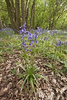 Spring carpet of Bluebells in Calke wood Suffolk