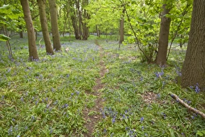 Spring carpet of Bluebells in Calke wood Suffolk