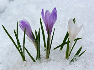 Dolomite Prints: Spring Crocus (Crocus vernus) flowering