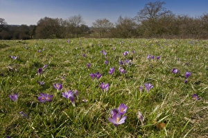 Iridaceae Prints: Spring Crocus (Crocus vernus) flowering mass