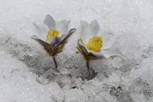 Dolomite Prints: Spring Pasqueflower (Pulsatilla vernalis) flowering