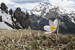 Spring Pasqueflower (Pulsatilla vernalis) flowering, growing on high mountain habitat, Dolomites, Italian Alps, Italy
