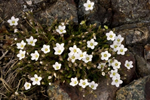 The Lizard Prints: Spring Sandwort (Minuartia verna) flowering