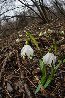 Growth Prints: Spring Snowflake (Leucojum vernum) flowering, growing in deciduous woodland habitat