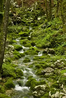 Mosses Prints: Spring and source of stream with mossy boulders in old beech and sycamore woodland on limestone