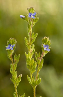 Scrophulariaceae Prints: Spring Speedwell (Veronica verna var. dillenii) flowering, Bulgaria, may