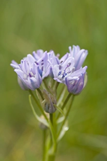 Orkney Prints: Spring Squill (Scilla verna) flowering