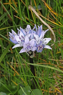 Spring Squill (Scilla verna) flowering, growing on coastal grassland, Cornwall, England, may