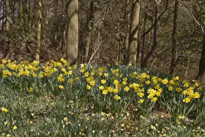 Daffodil Prints: Spring time - Wild Daffodils grow in woodland setting