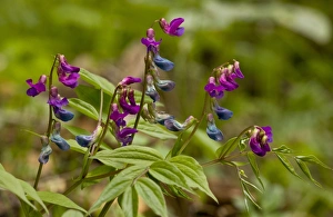 Bulgarian Prints: Spring Vetchling (Lathyrus verna) flowering, growing in woodland, Bulgaria, may