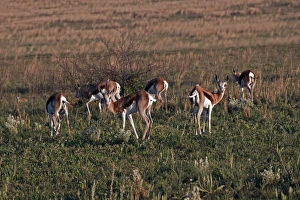 Springbok, antidorcas marsupialis, group of young males, south africa