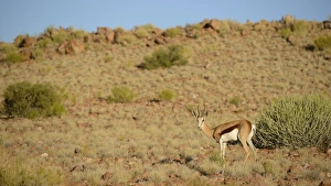 Desert Prints: Springbok (Antidorcas marsupialis) adult, standing in habitat, South Africa, March
