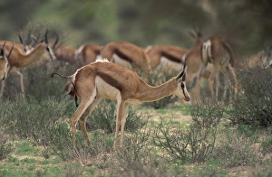 Born Prints: Springbok (Antidorcas marsupialis) adult female, giving birth to calf, standing near herd