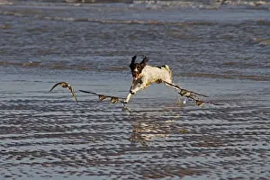 Running Prints: Springer Spaniel chasing Turnstones (wading birds) on the beach at Walberswick, Suffolk