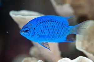 West Papua Prints: Springers Damselfish (Chrysiptera springeri) adult