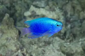 Springers Damselfish (Chrysiptera springeri) adult, swimming, Alor Island, Alor Archipelago, Lesser Sunda Islands